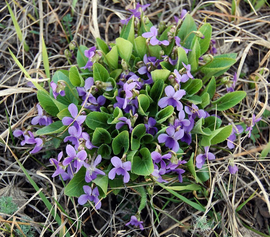 Viola odorata l. фиалка душистая