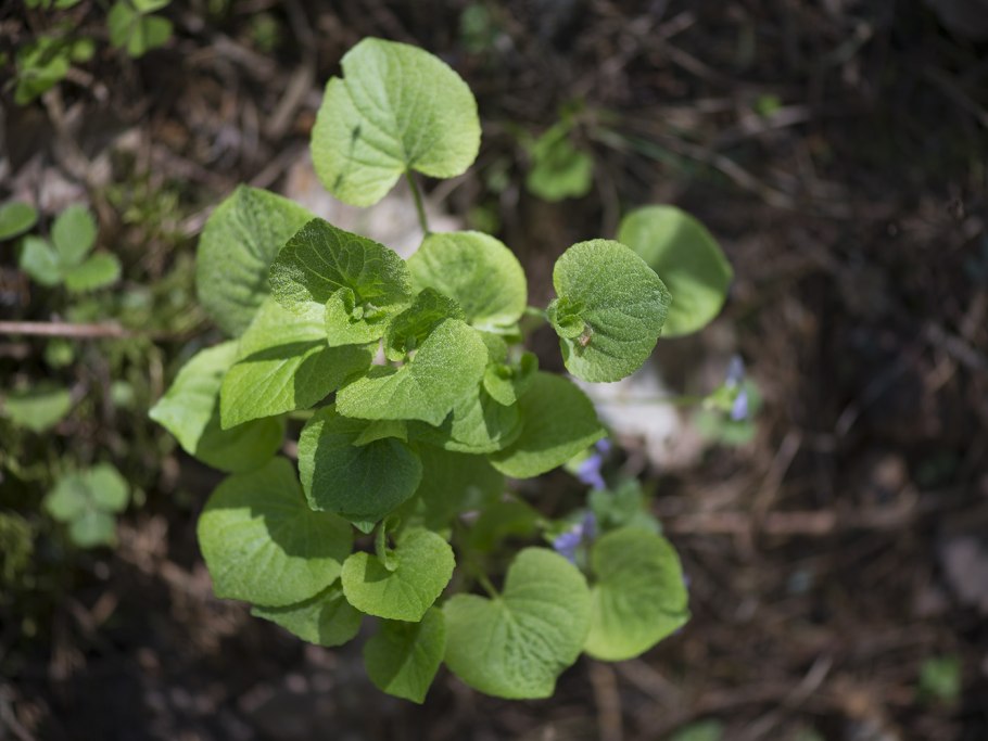 Фиалка душистая Alba