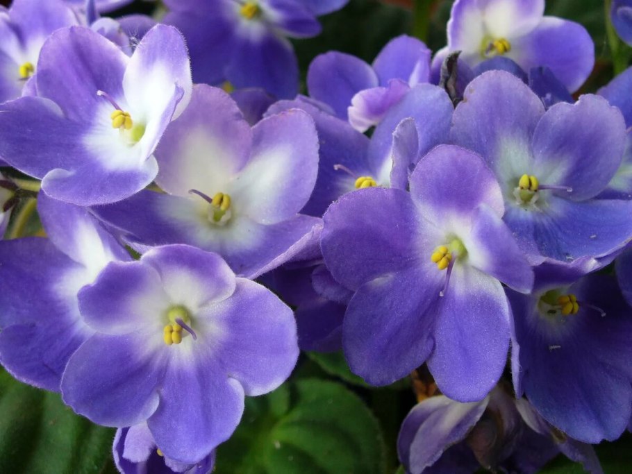 Фиалка крийская