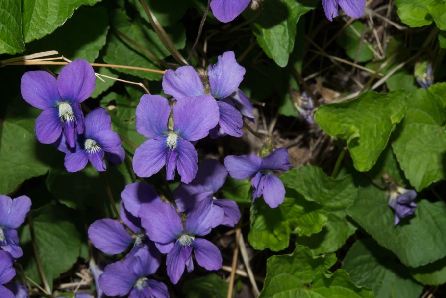 Узамбарская сенполия