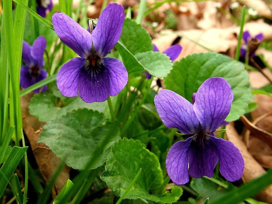 Фиалка (viola odorata)