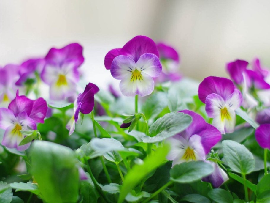 Фиалка Хасанская фото