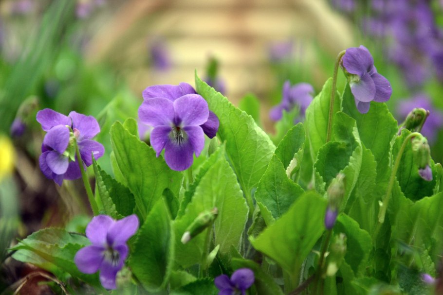 Фиалка Лесная холмовая