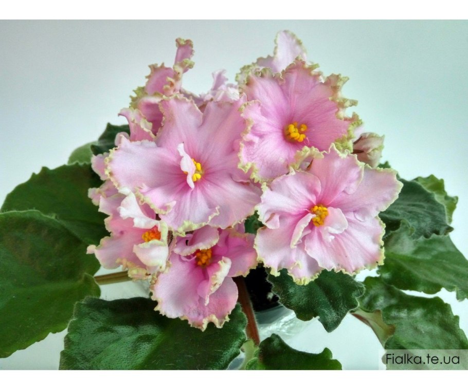 Фиалка Vintage Wine