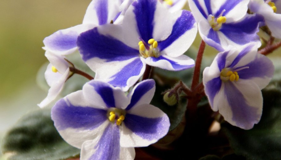 Фиалка душистая Alba