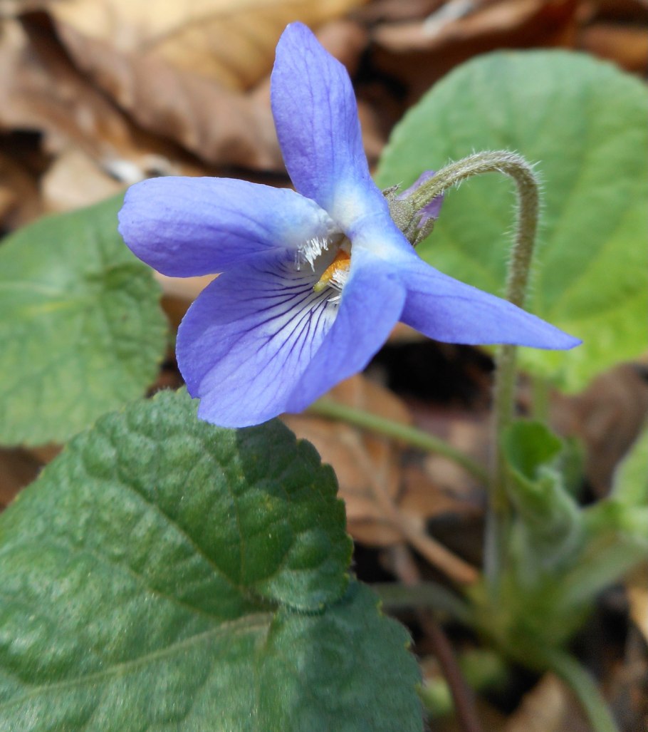 Фиалка собачья viola canina