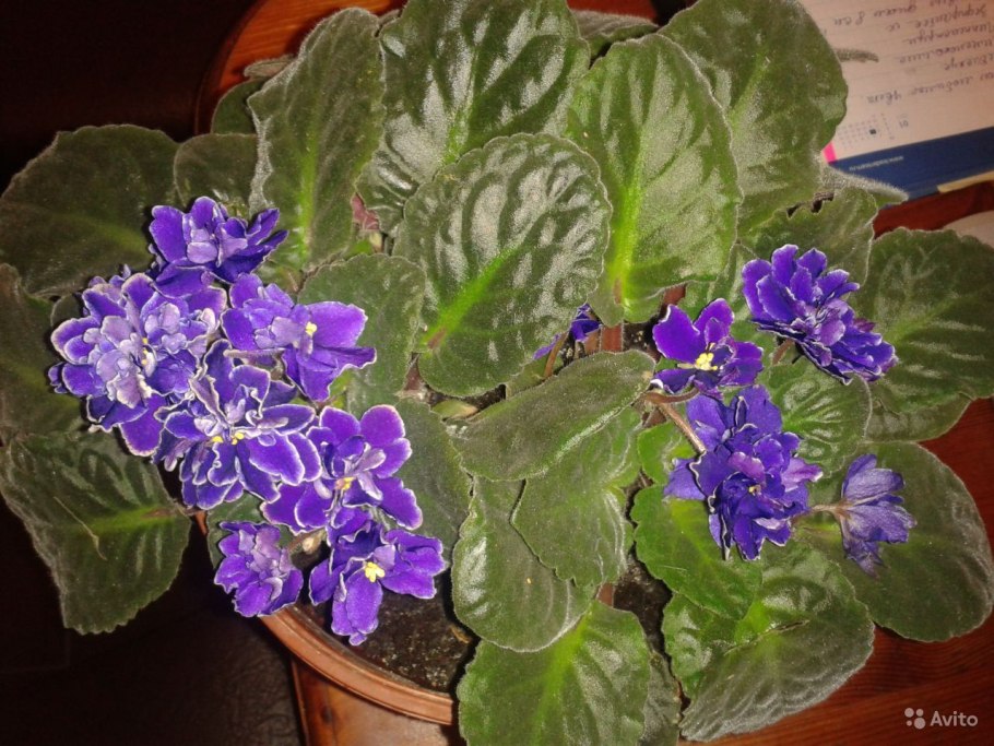 Фиалка пикассо