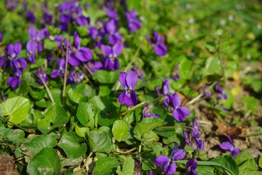 Viola odorata фиалка душистая