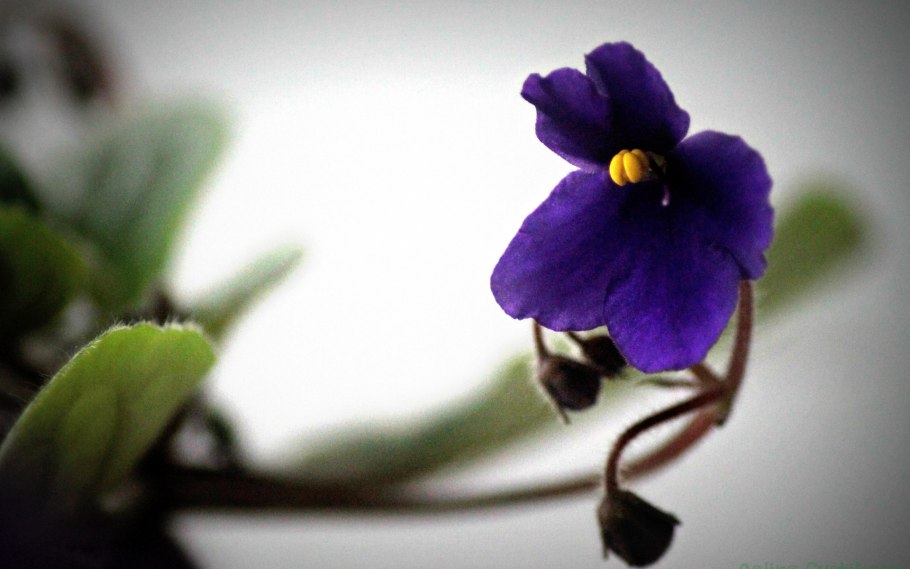 Фиалка коротковолосистая