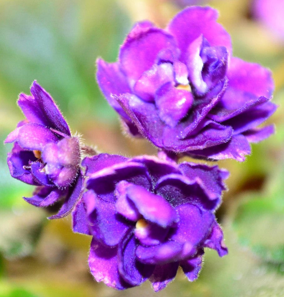 Фиалка ле медуница