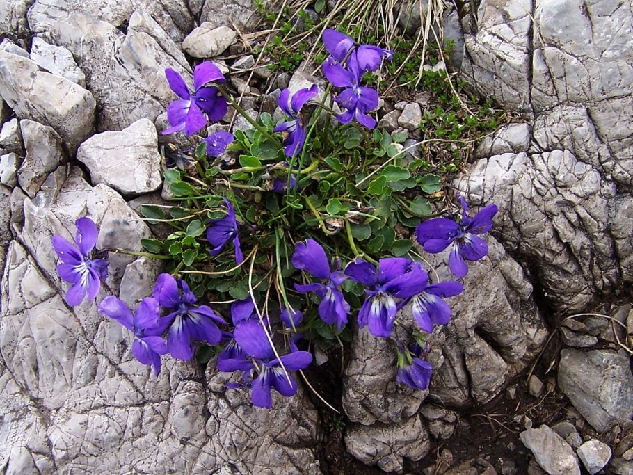 Фиалка (Viola odorata)