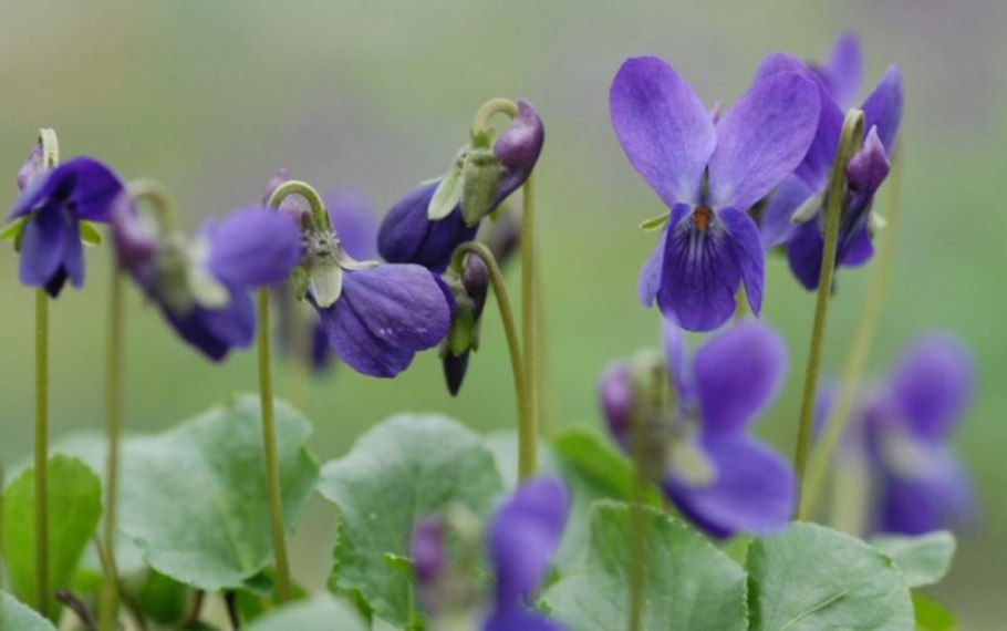 Фиалка (viola odorata)