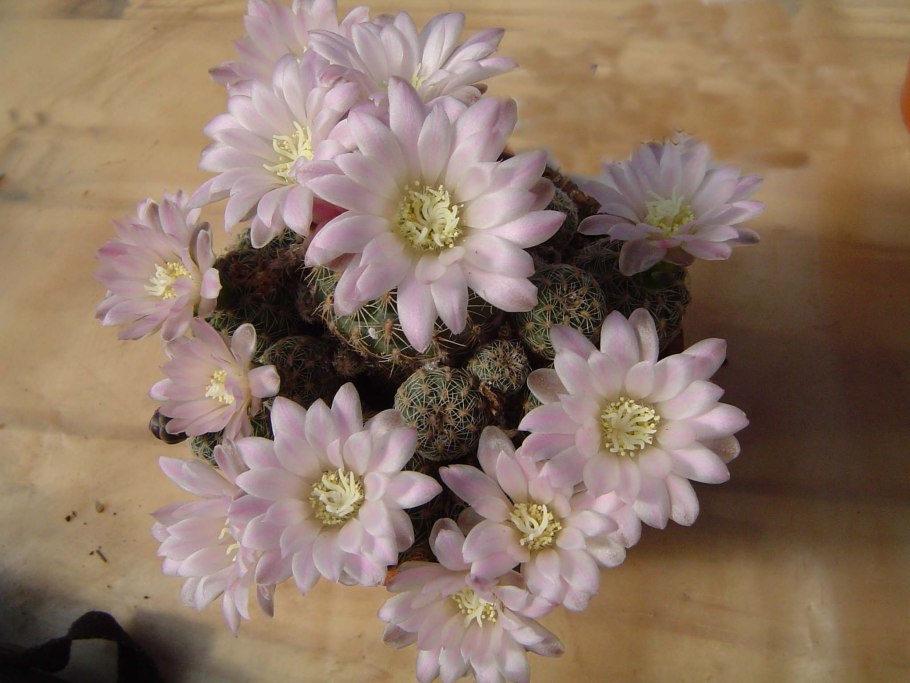 Gymnocalycium bruchii v. pawlovskyi VG 545