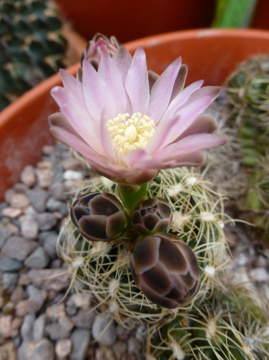 Gymnocalycium bruchii SSP. Deminii VG-1176