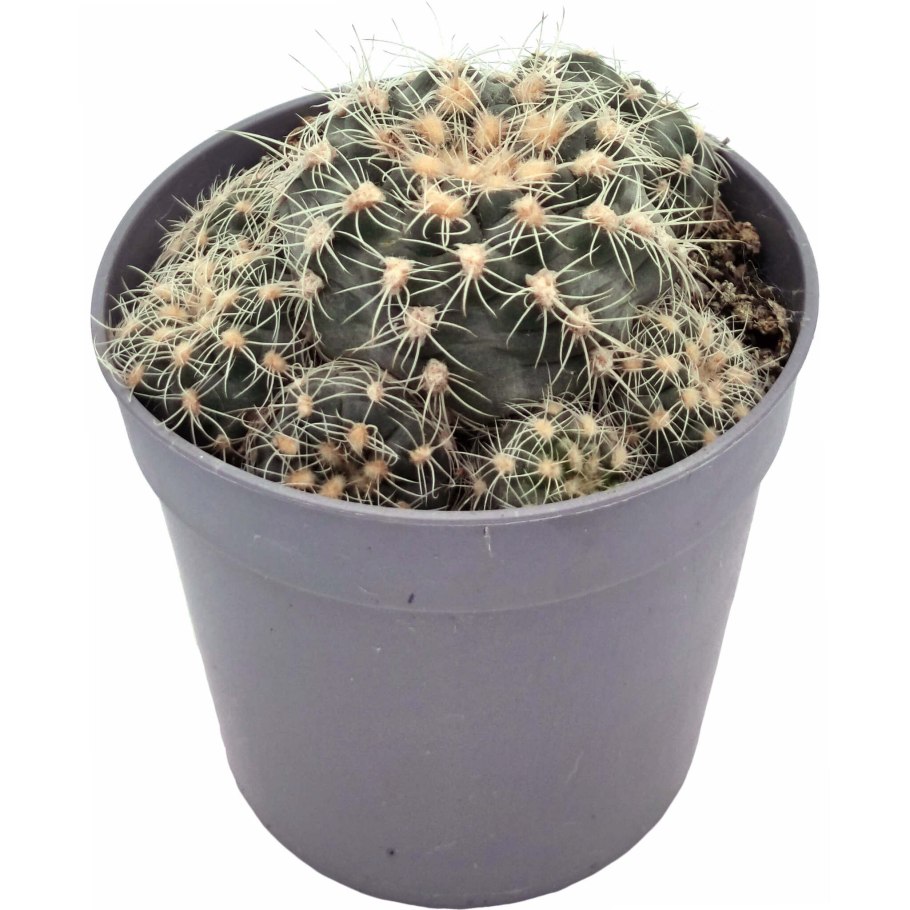 Gymnocalycium bruchii v. pawlovskyi
