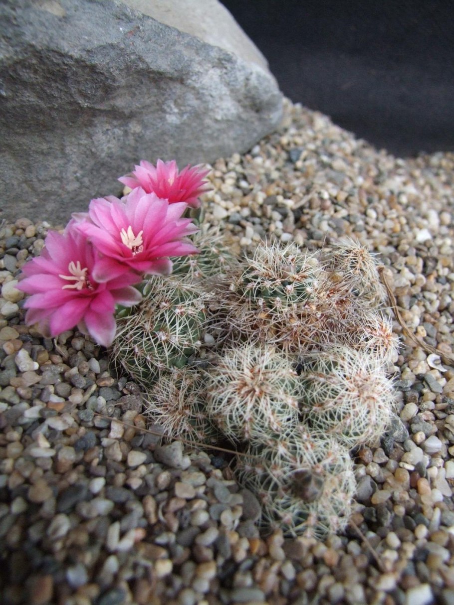 Gymnocalycium kroenleinii SSP. Funettae VG 1039