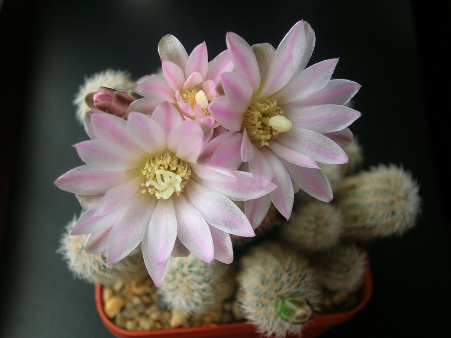 Gymnocalycium bruchii