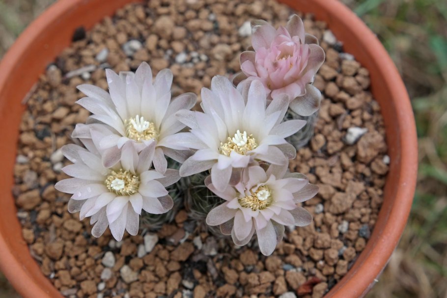 Gymnocalycium bruchii Гимнокалициум Бруха 3шт (000131)