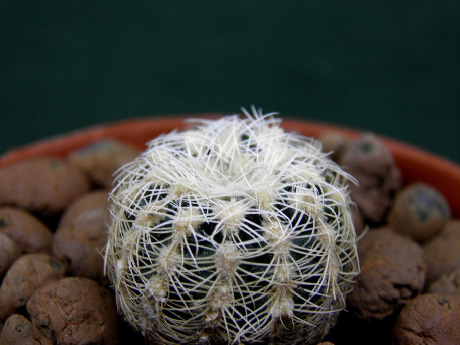 Gymnocalycium bruchii v. niveum