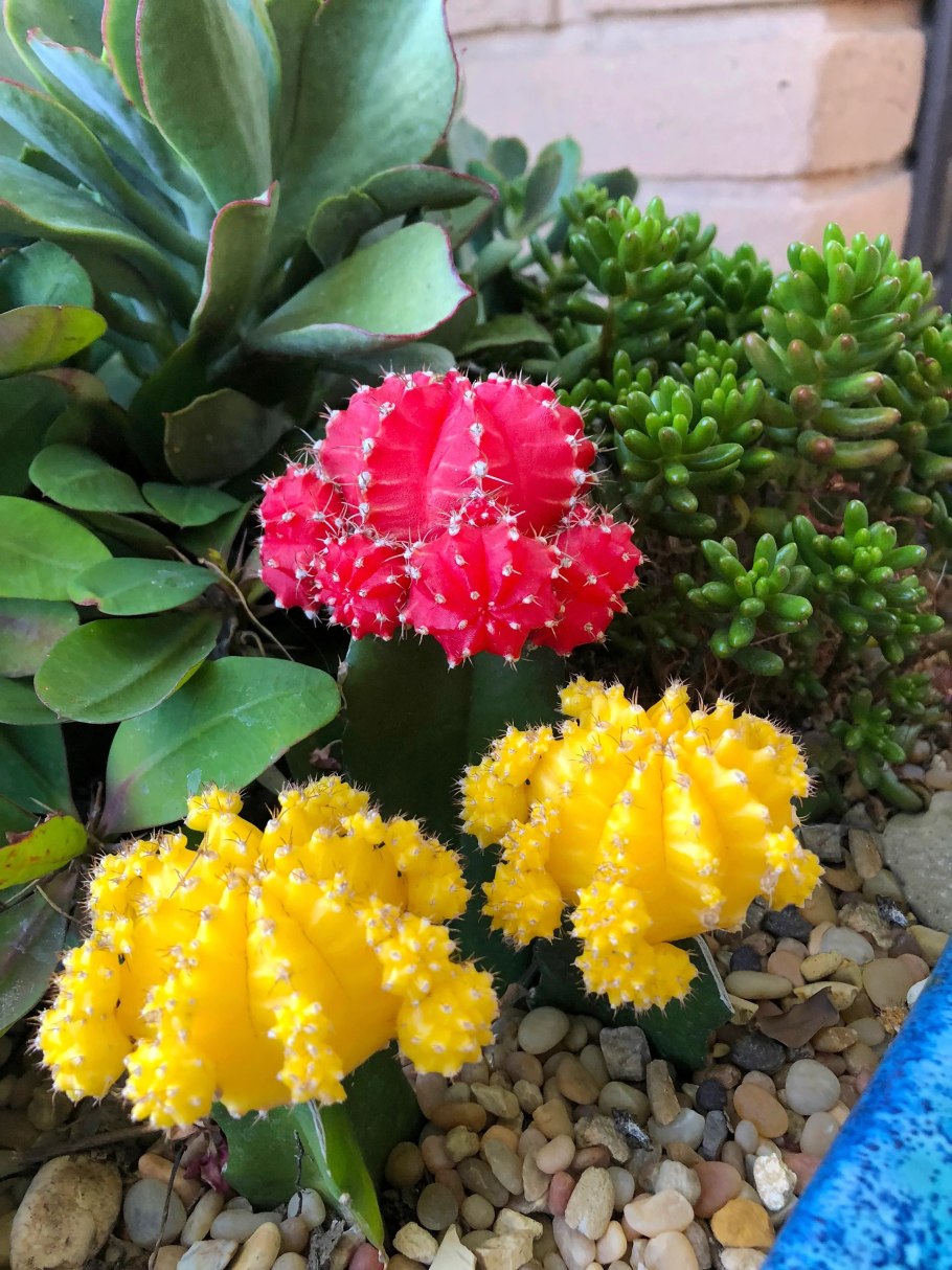 Gymnocalycium bruchii lafaldense