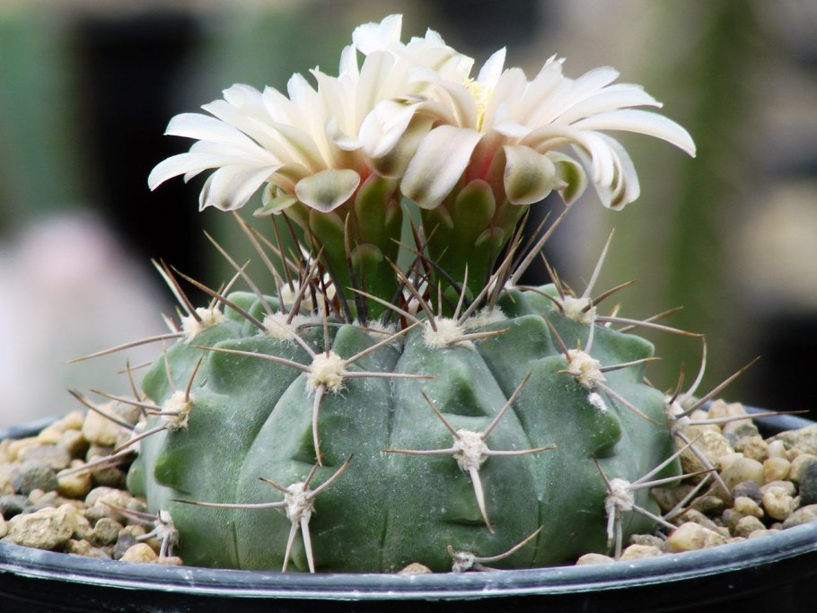 Gymnocalycium monvillei VG 271