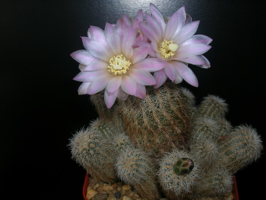 Gymnocalycium bruchii SSP.shimadae GN 531