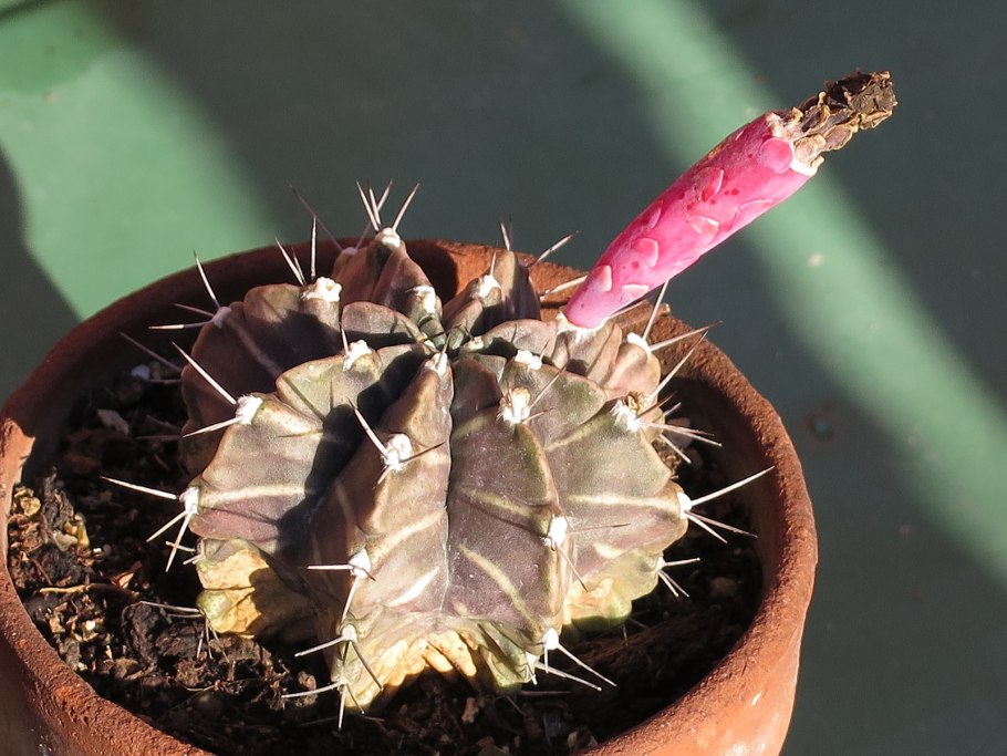 Gymnocalycium bruchii