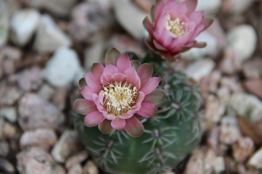 Gymnocalycium bruchii v. niveum