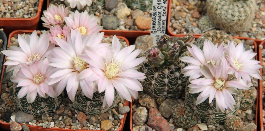 Гимнокалициум Бруха Gymnocalycium bruchii