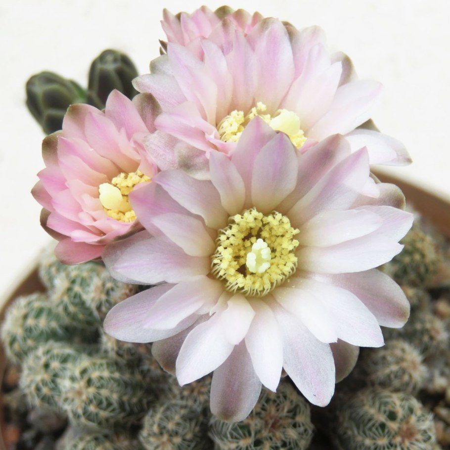 Gymnocalycium bruchii SSP. Lafaldense
