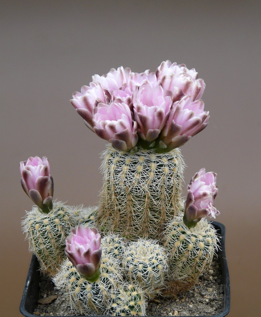 Gymnocalycium bruchii