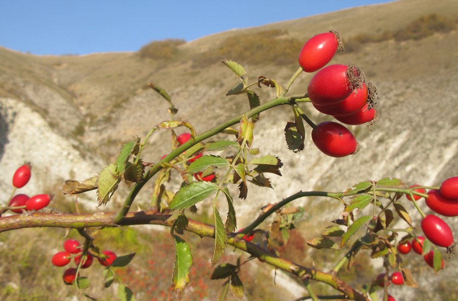Шиповник беременная