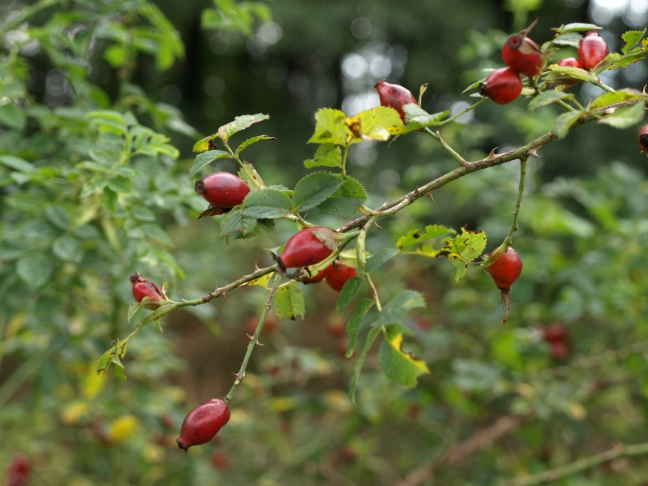 Шиповник Барбарис боярышник