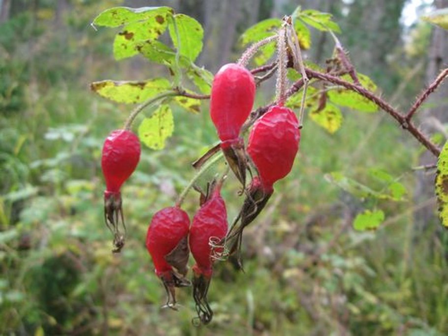 Роза морщинистая Альба плоды