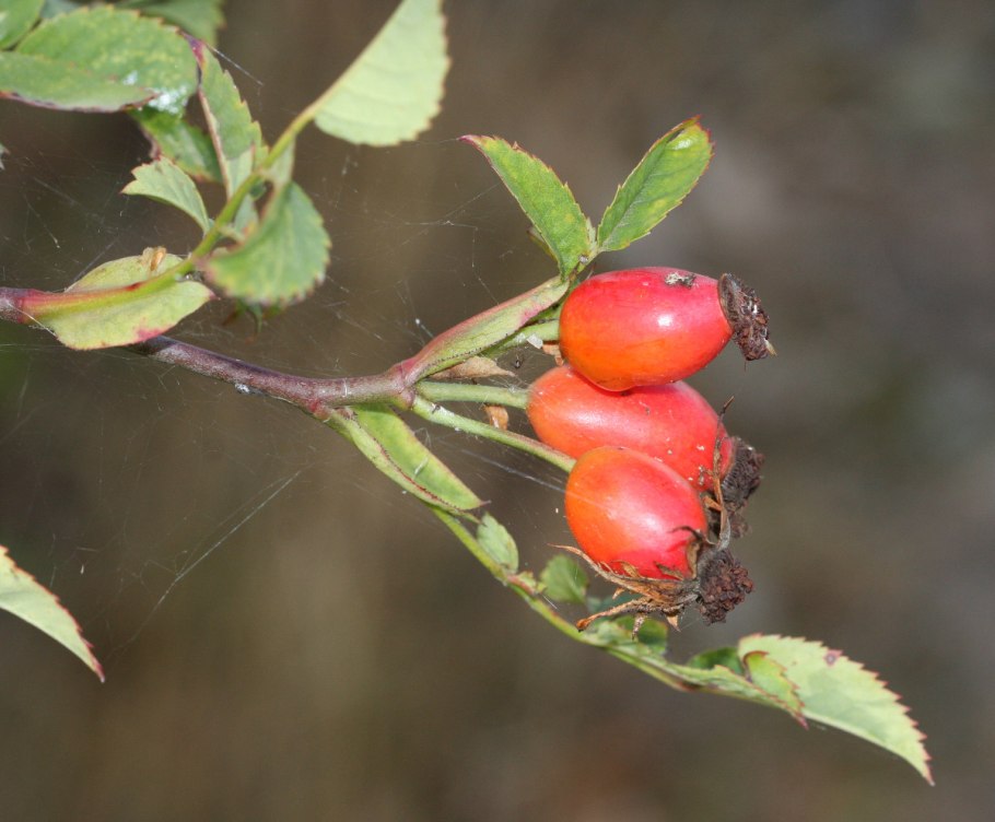 Таежный шиповник