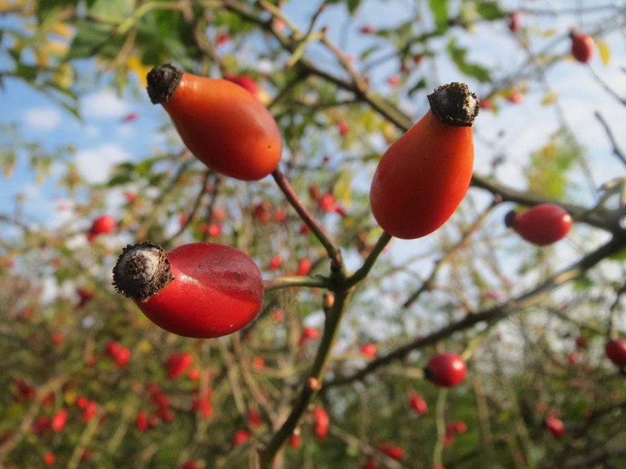 Шиповник донецкий