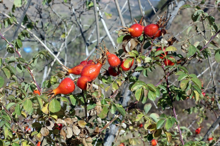 Шиповник карликовый
