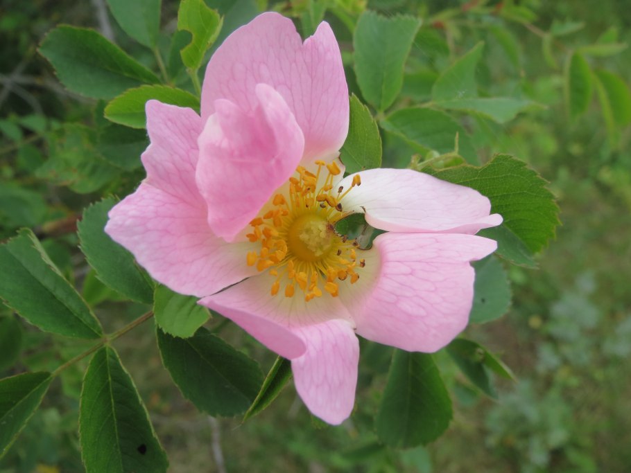 Шиповник беременная