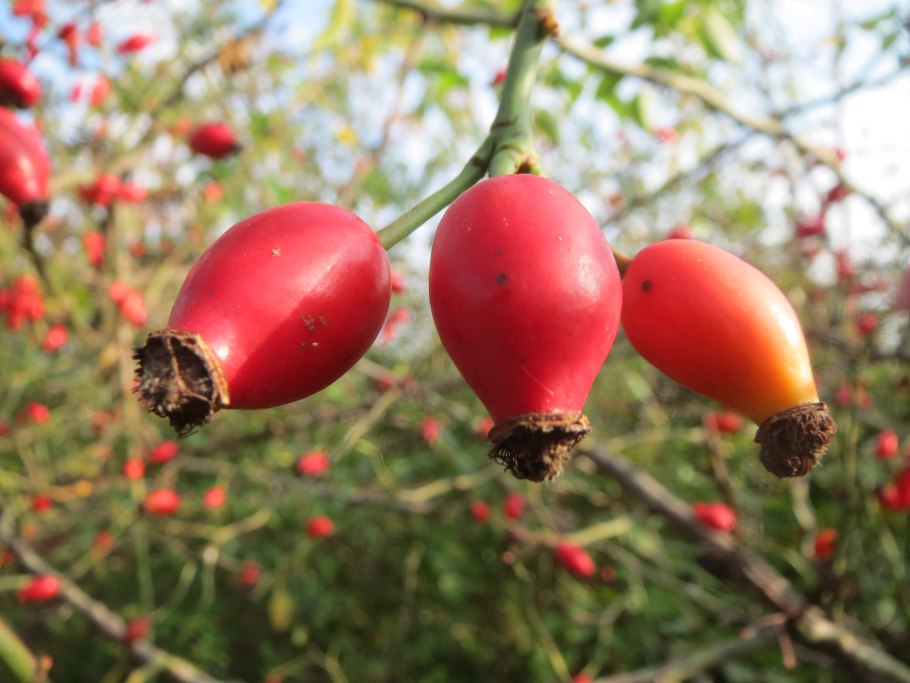 Тараножка ягода