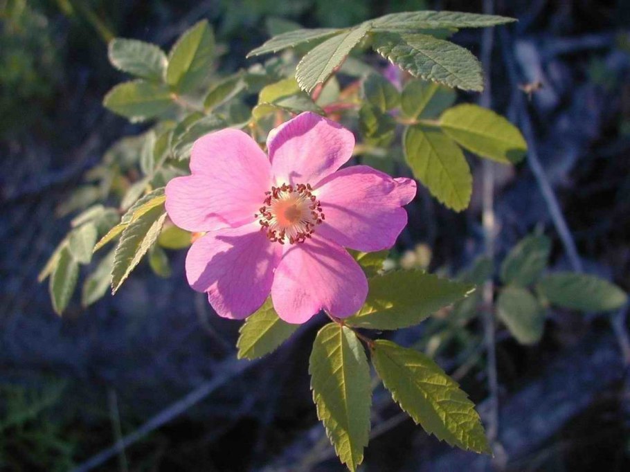 Роза сизая краснолистная