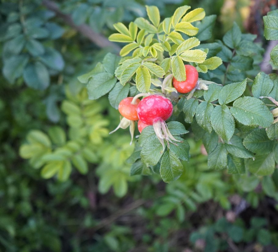 Шиповник собачий — Rosa Canina l.