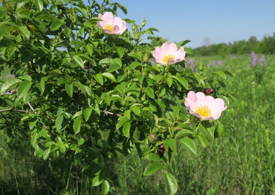 Шиповник rosa canina
