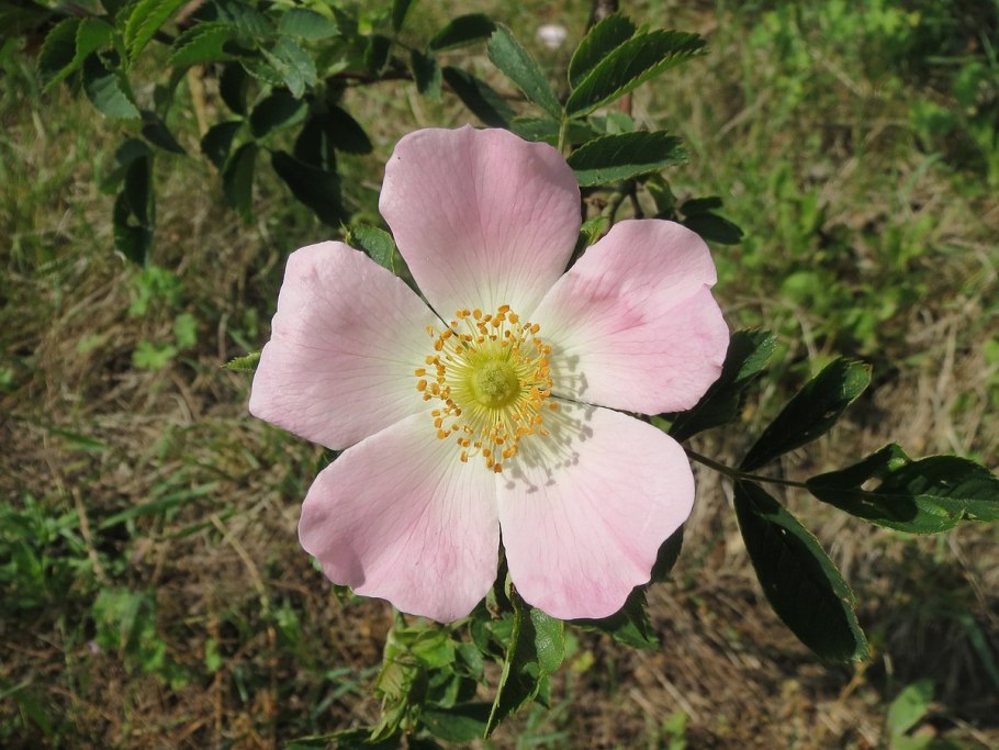 Шиповник собачий (rosa canina)