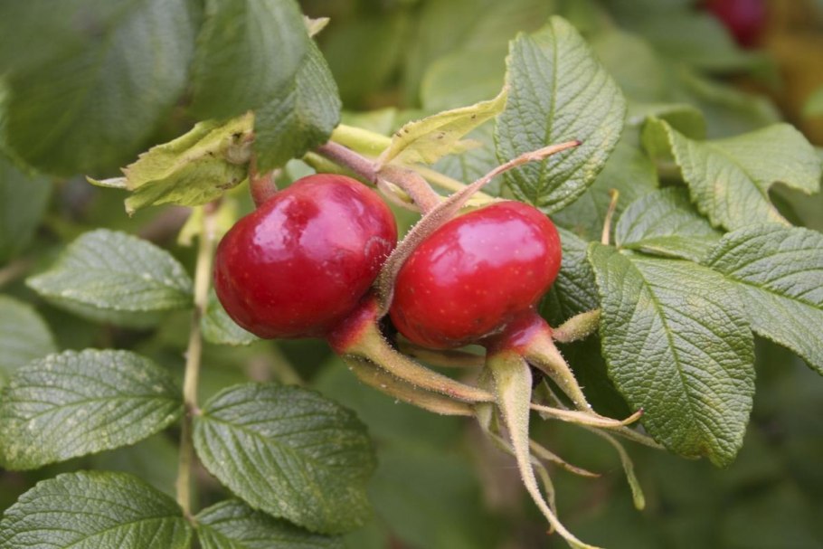 Шиповник морщинистый роза ругоза