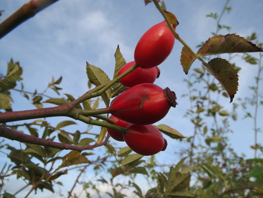 Шиповник горный