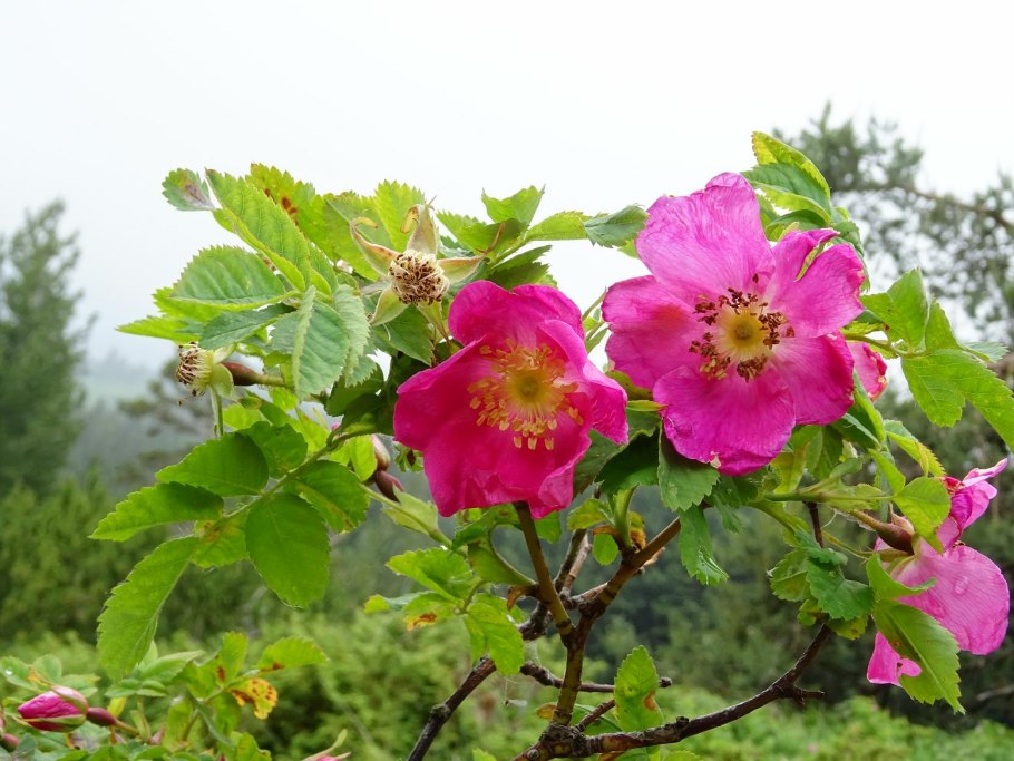 Шиповник альпийский (rosa alpina)
