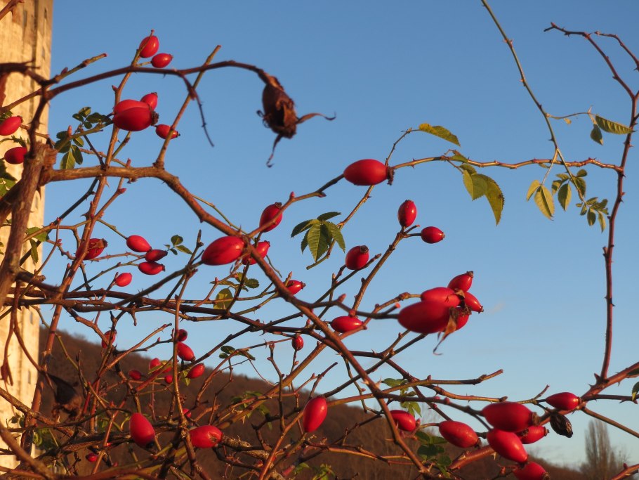 Шиповник воронцовский куст