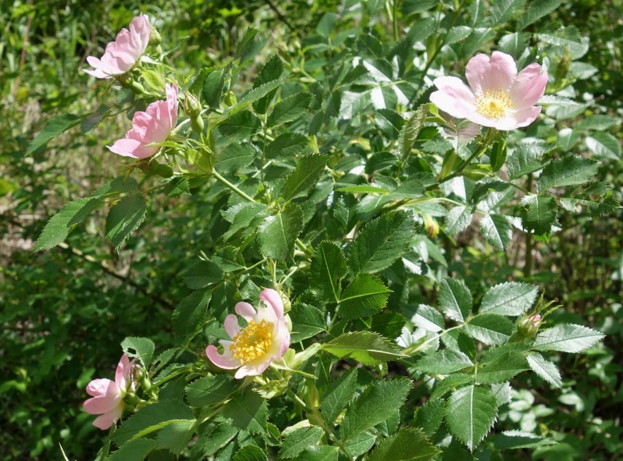 Rosa canina (роза канина)