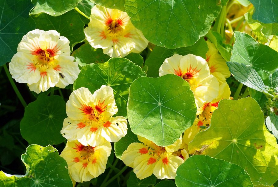 Tropaeolum majus, Nasturtium
