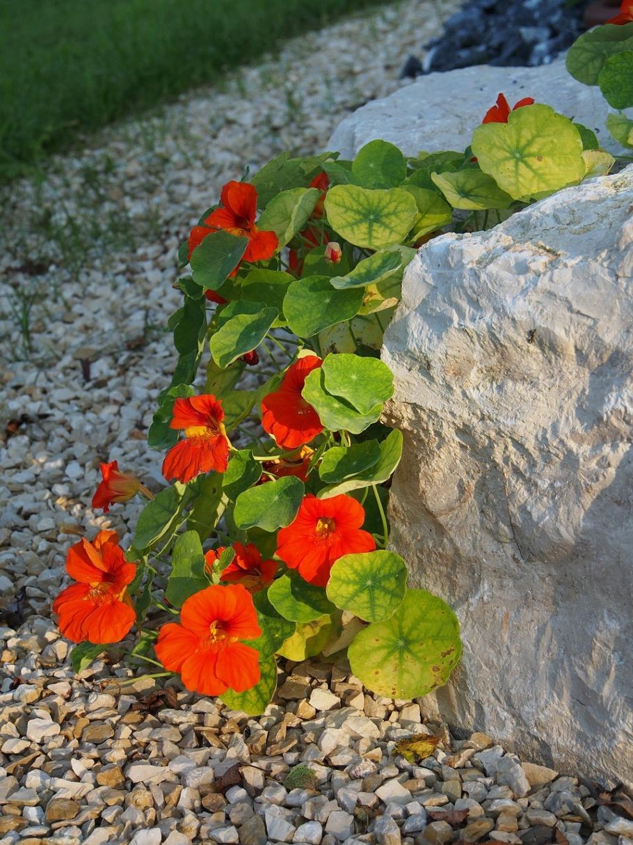Настурция – Orange Nasturtium